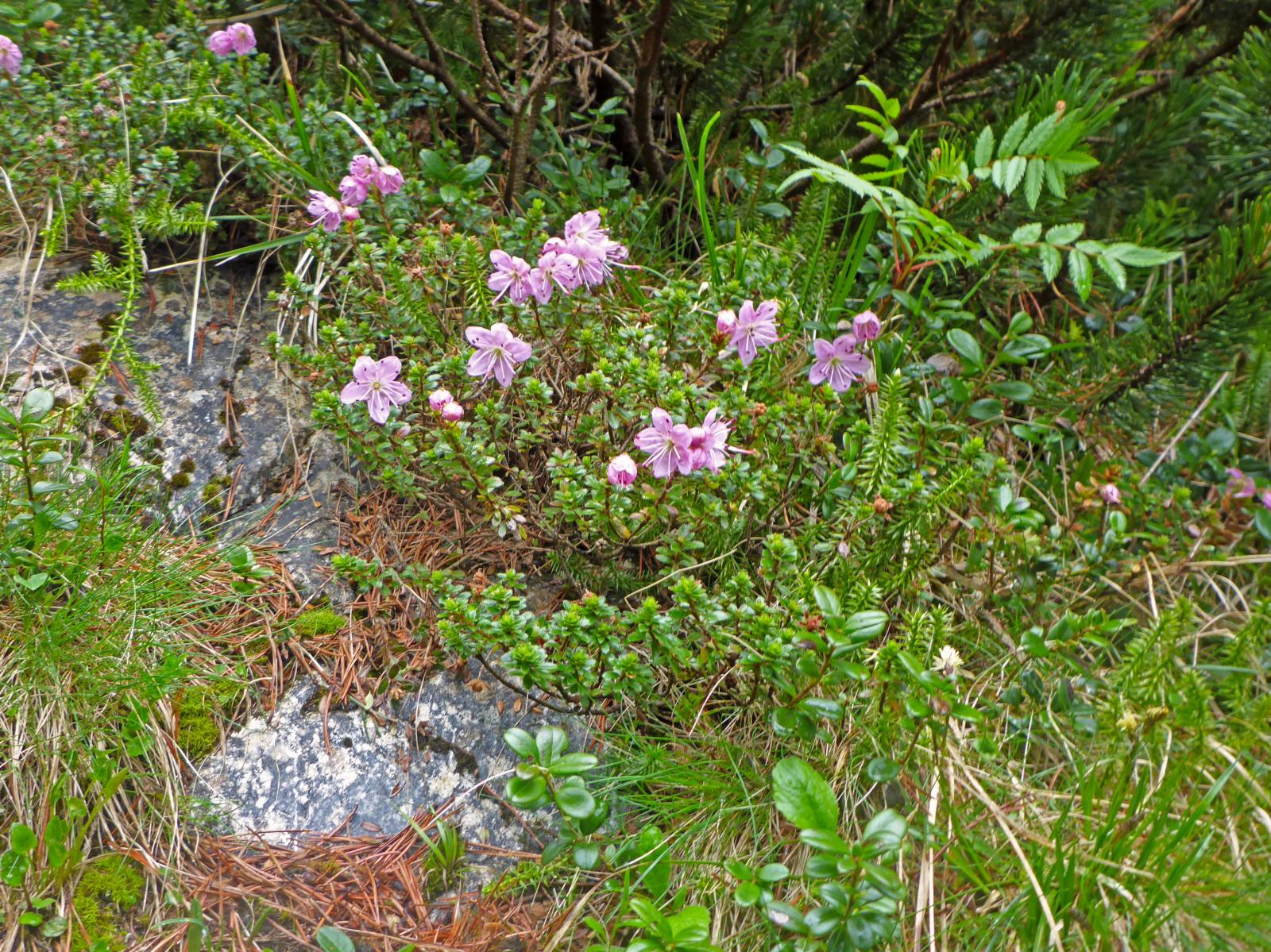 Hohe Veitsch (174 Bildaufrufe)