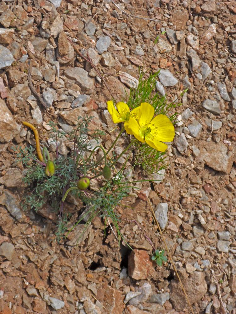 Hochstuhl (152 Bildaufrufe)