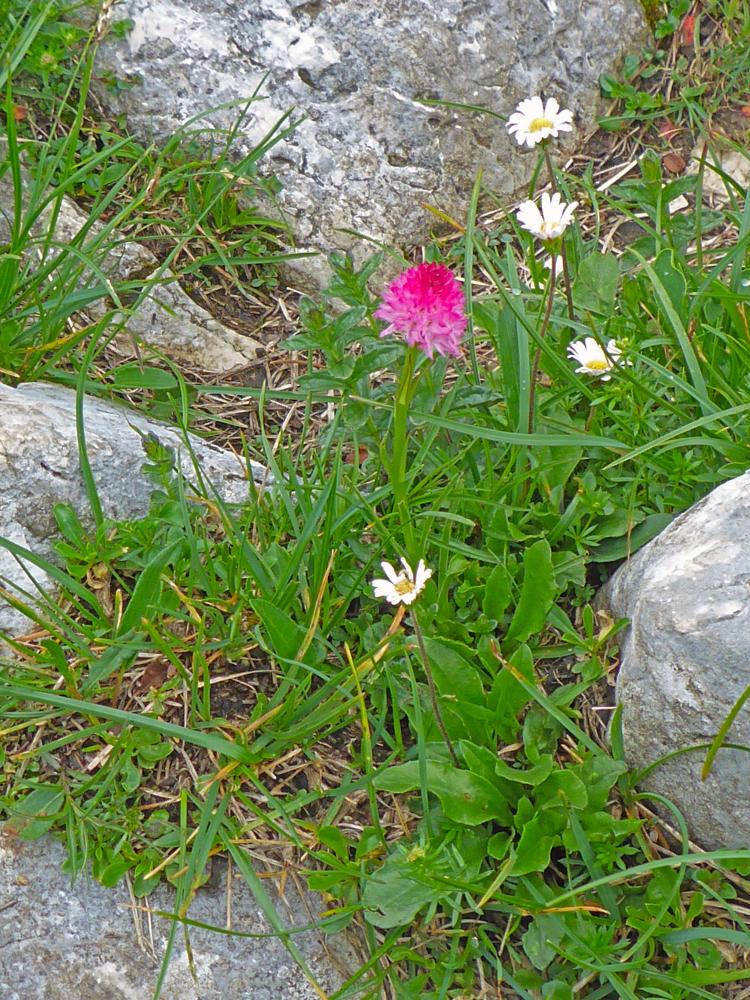 Petzen (216 Bildaufrufe)
