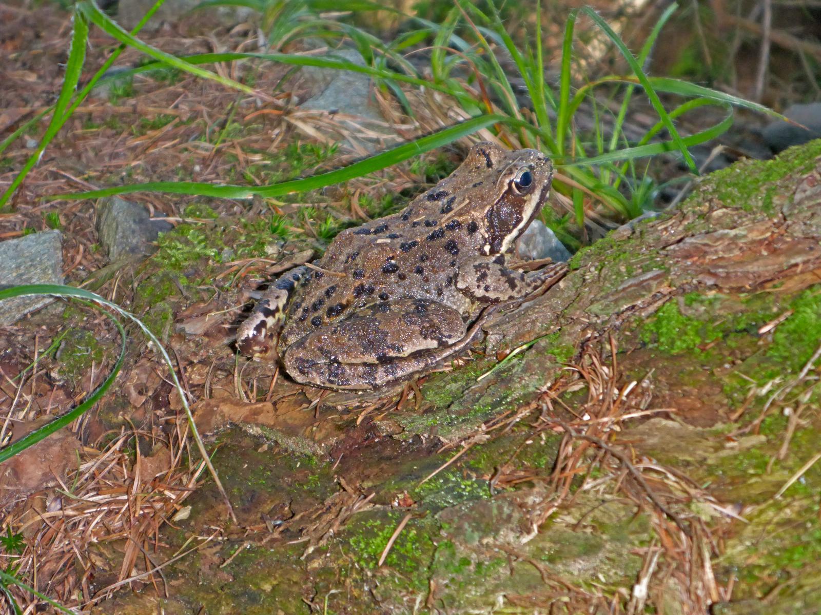 Hochwechsel, Niederwechsel (238 Bildaufrufe)