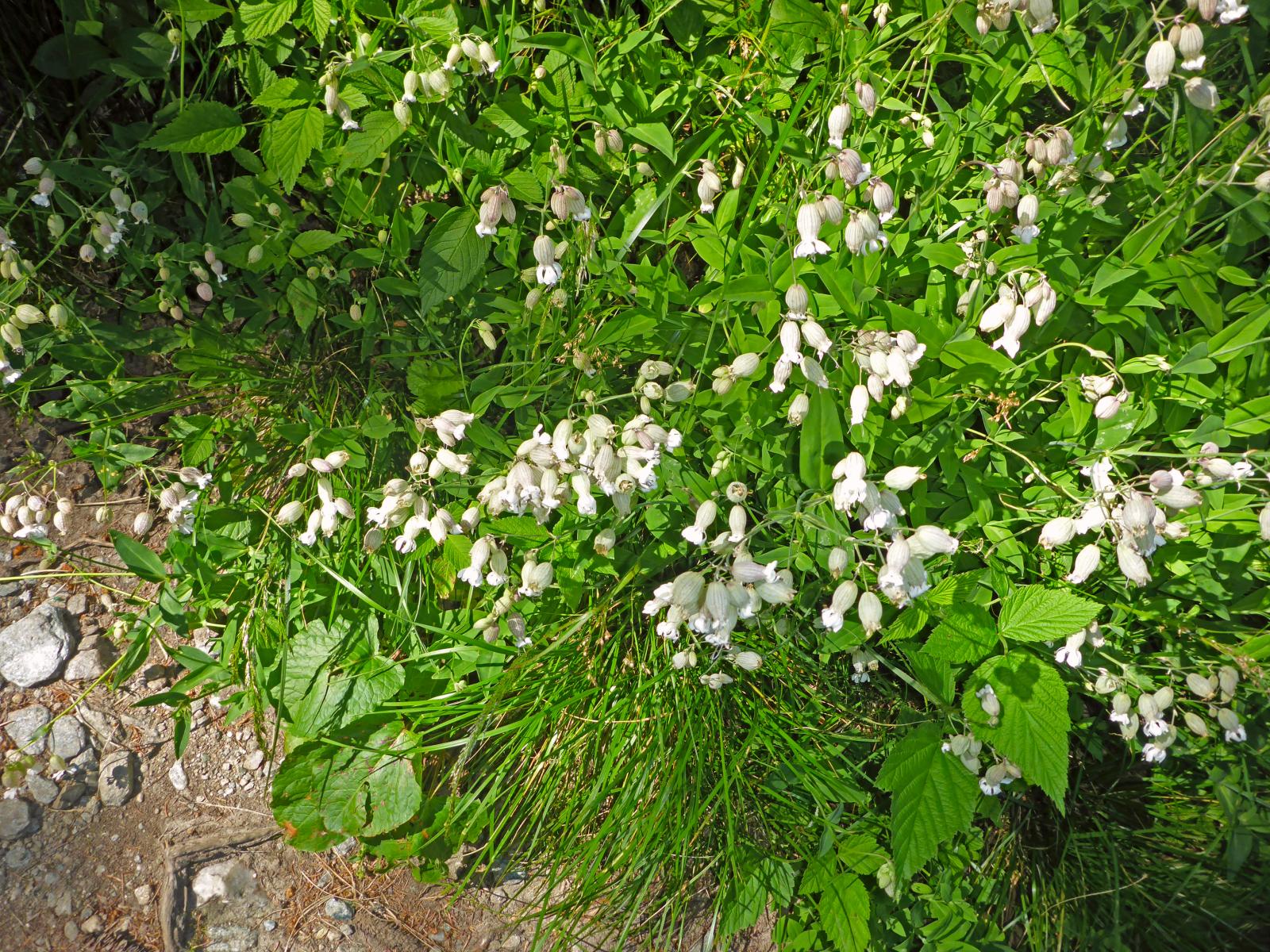 Hochwechsel, Niederwechsel (207 Bildaufrufe)