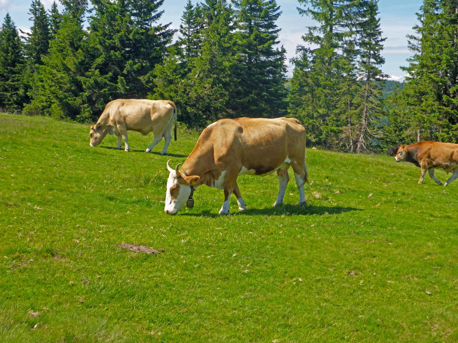 Hochwechsel, Niederwechsel (198 Bildaufrufe)