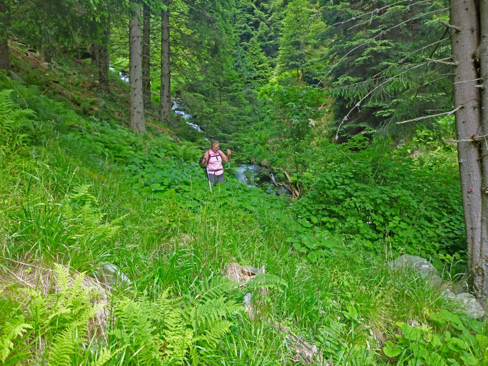 Hochwechsel, Niederwechsel (233 Bildaufrufe)