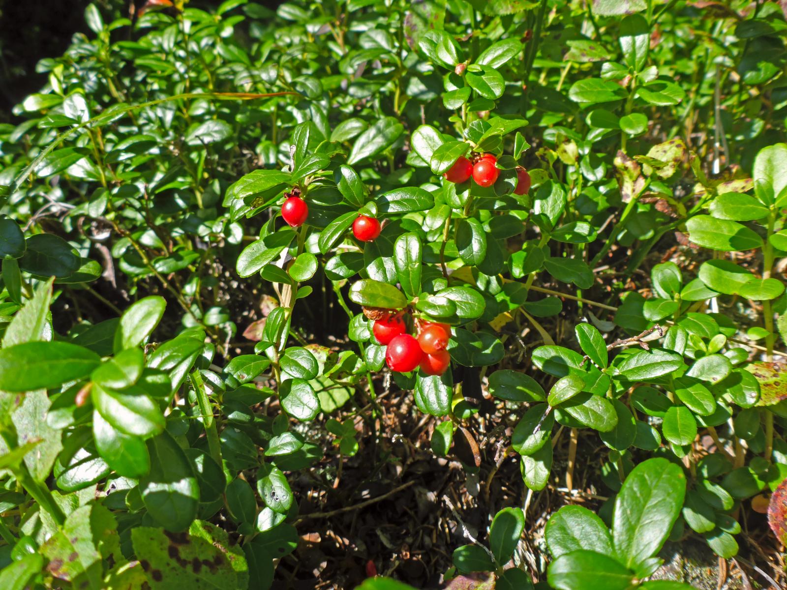 Lahngangkogel, Sparafeld (241 Bildaufrufe)