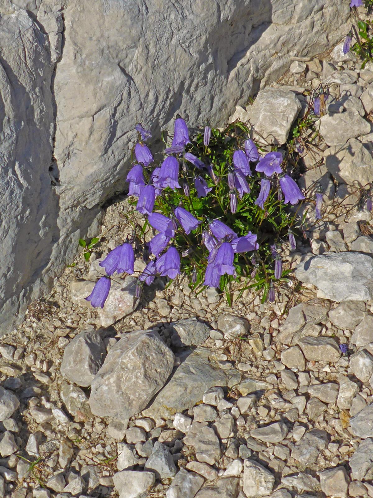 Hoher Dachstein (237 Bildaufrufe)