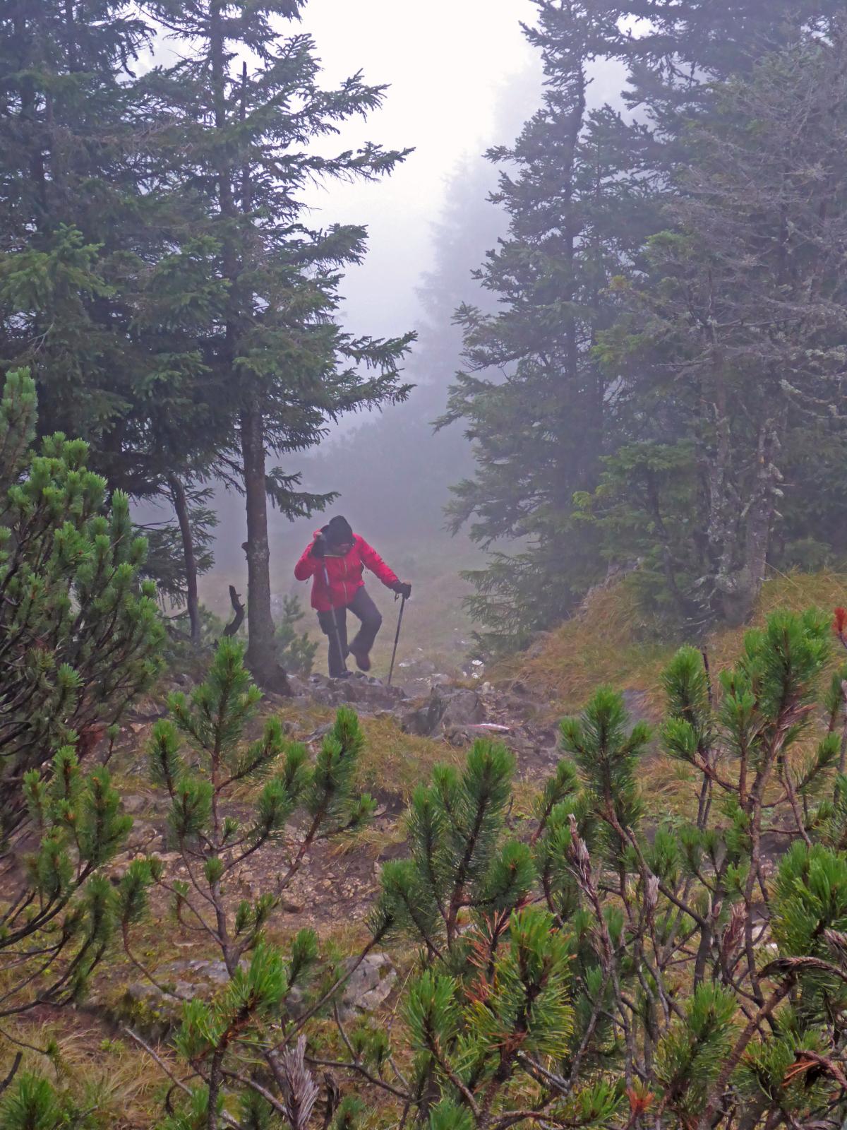 Hoch-Kalmberg, Gamsfeld (237 Bildaufrufe)