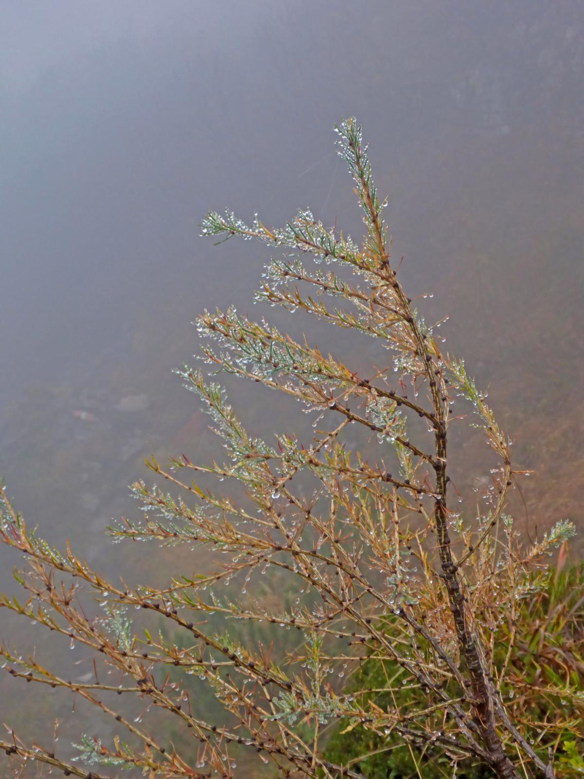 Hoch-Kalmberg, Gamsfeld (202 Bildaufrufe)