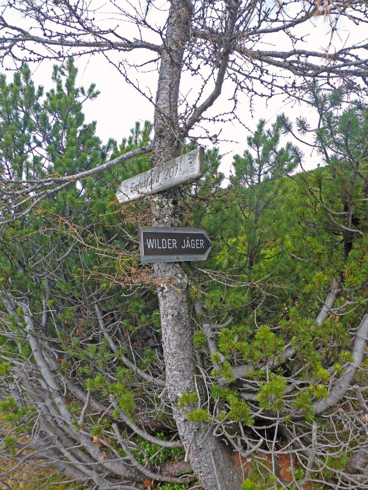 Hoch-Kalmberg, Gamsfeld (235 Bildaufrufe)