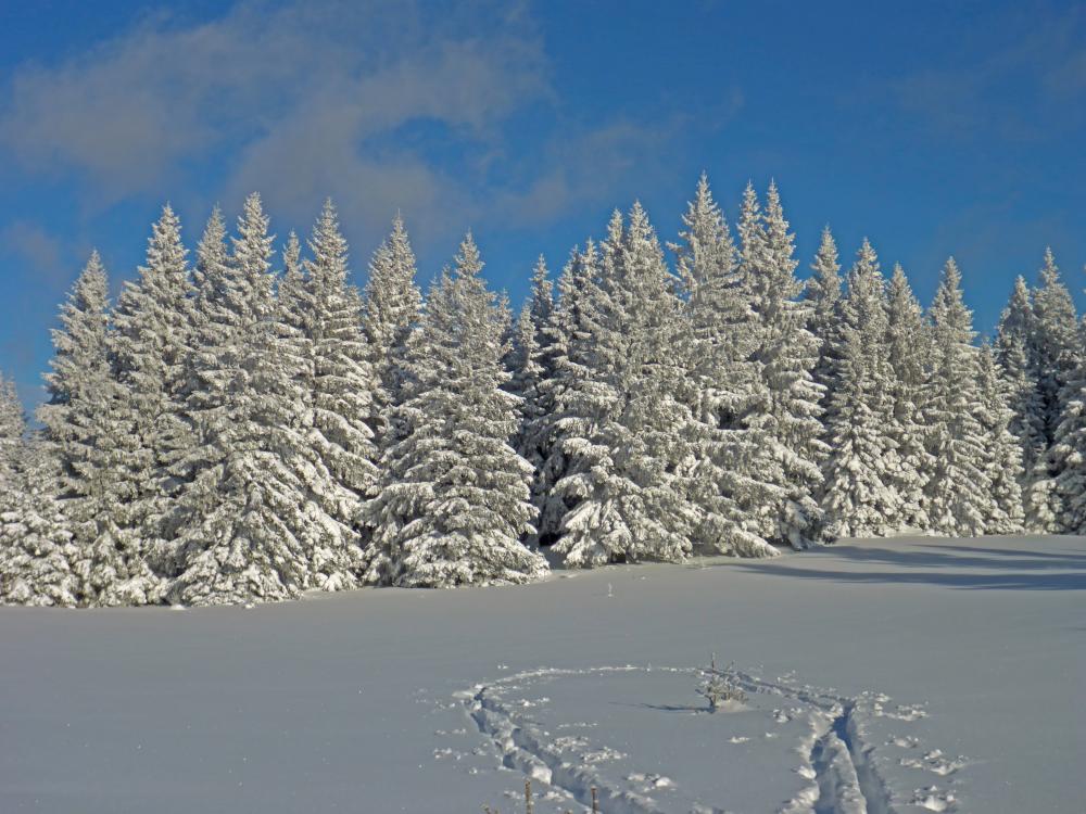 Bichleralpe (164 Bildaufrufe)