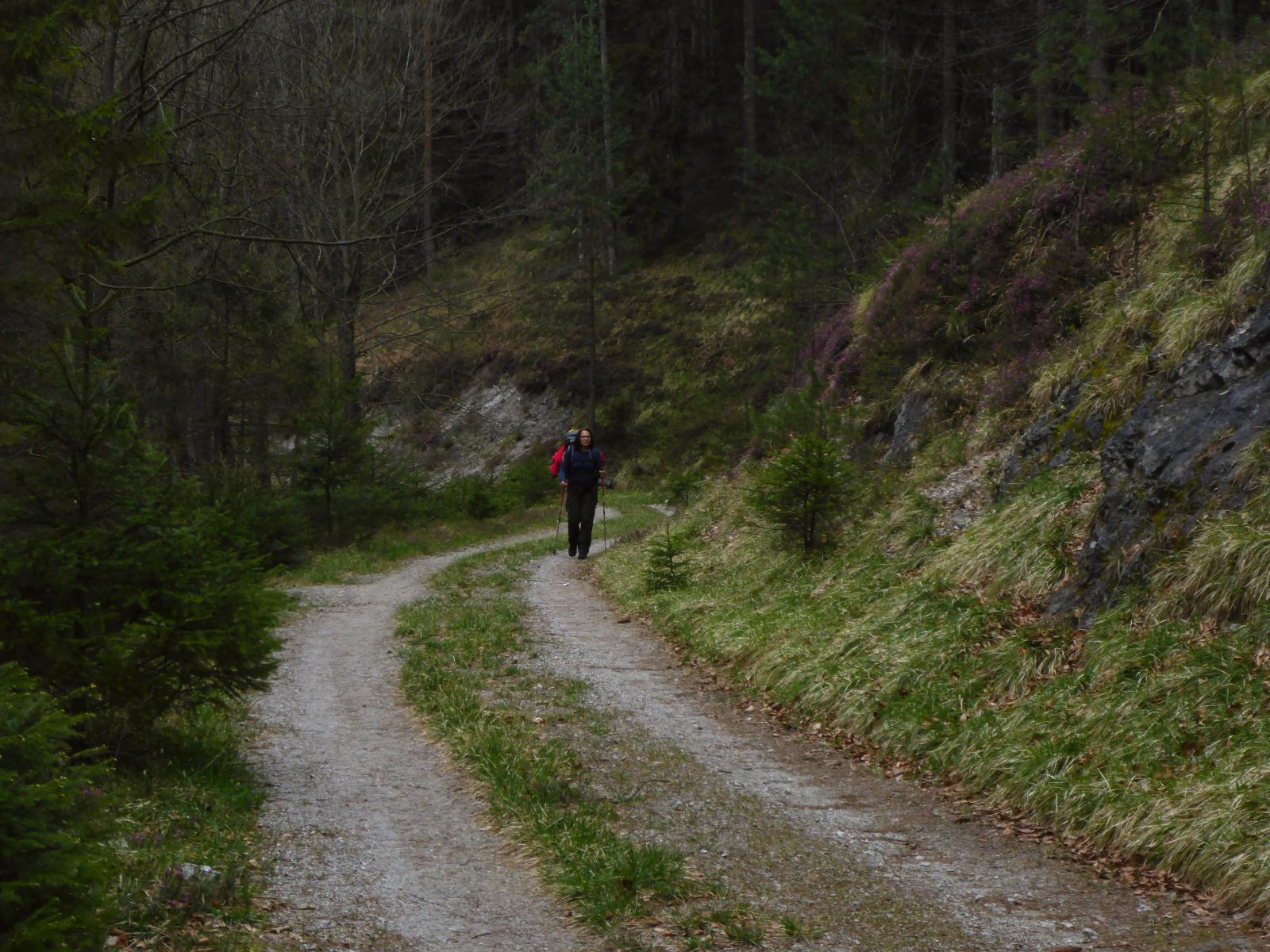 Türnitzer Höger, Tirolerkogel (230 Bildaufrufe)