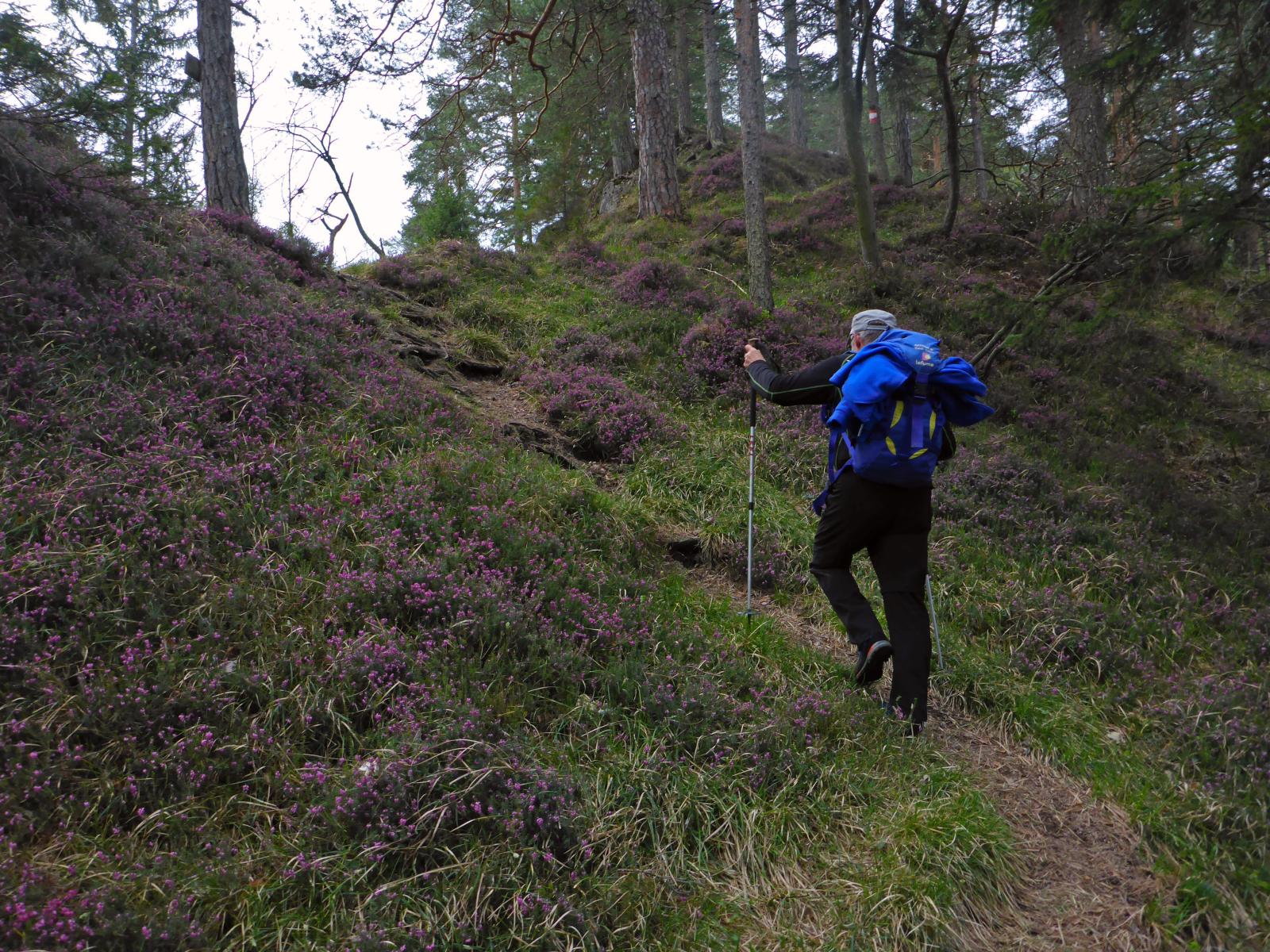 Türnitzer Höger, Tirolerkogel (162 Bildaufrufe)
