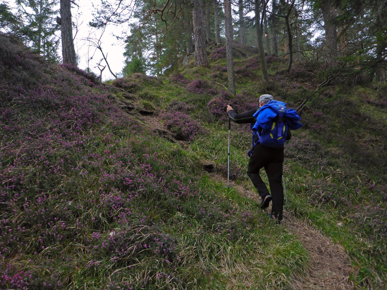 Türnitzer Höger, Tirolerkogel (153 Bildaufrufe)