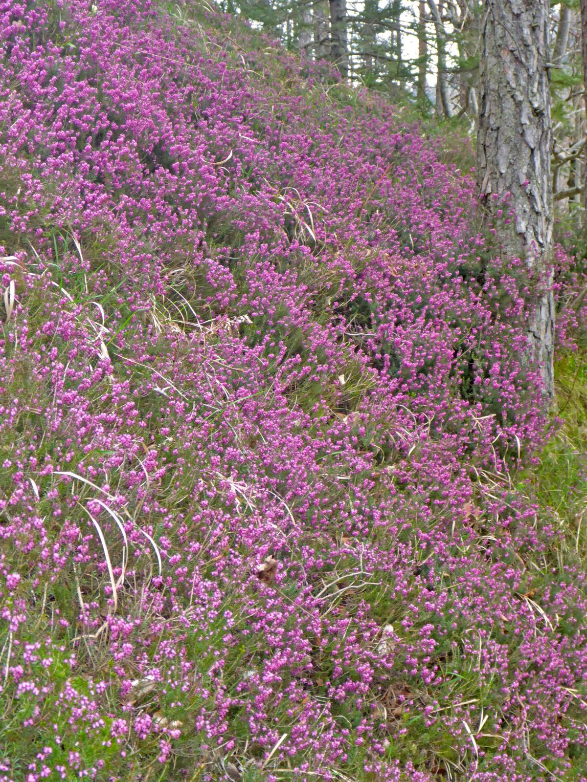 Türnitzer Höger, Tirolerkogel (239 Bildaufrufe)