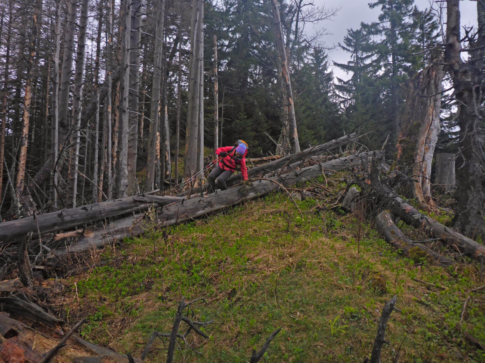 Türnitzer Höger, Tirolerkogel (228 Bildaufrufe)