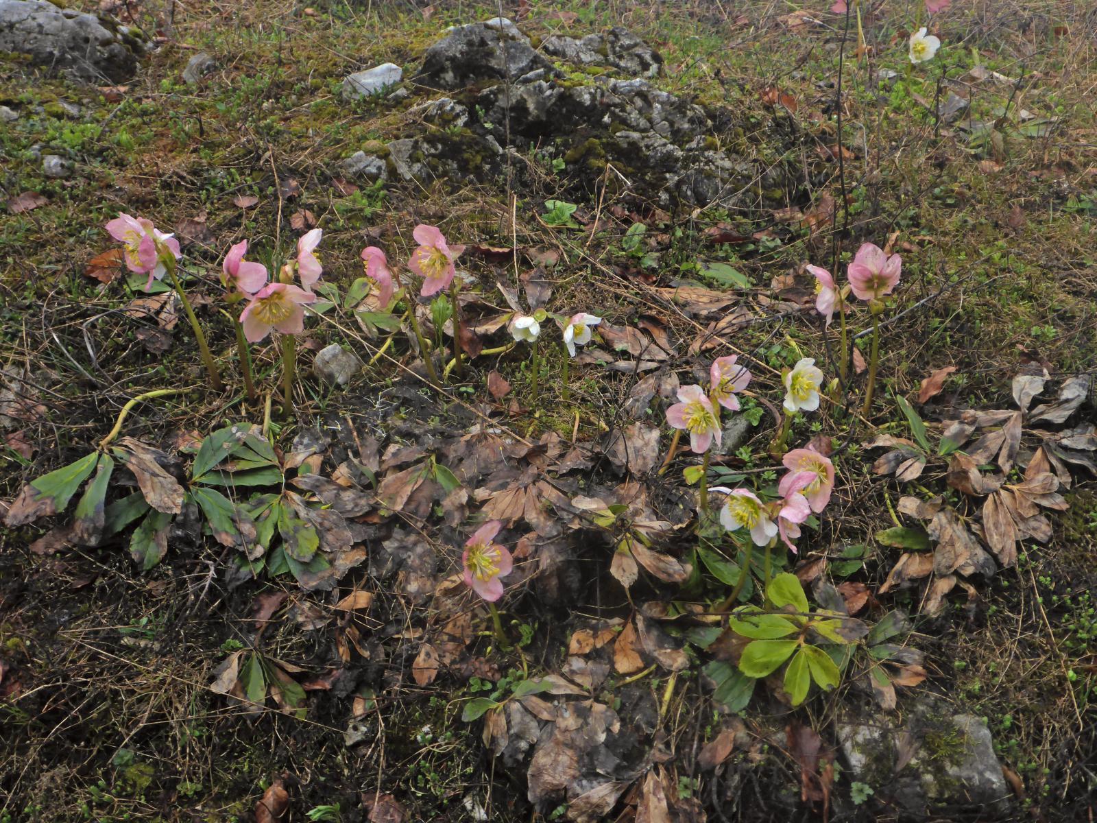 Türnitzer Höger, Tirolerkogel (175 Bildaufrufe)