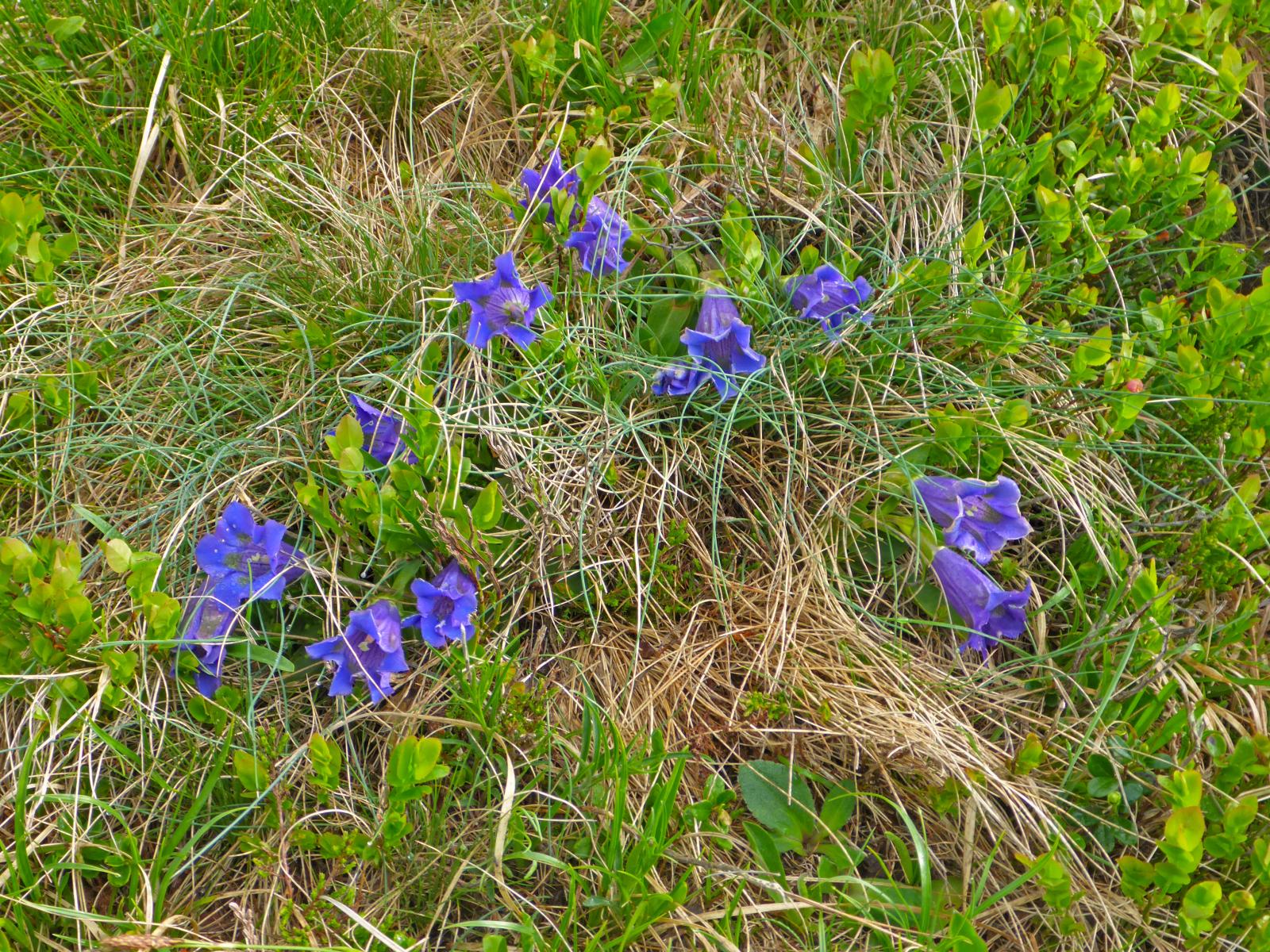 Geierhaupt (272 Bildaufrufe)