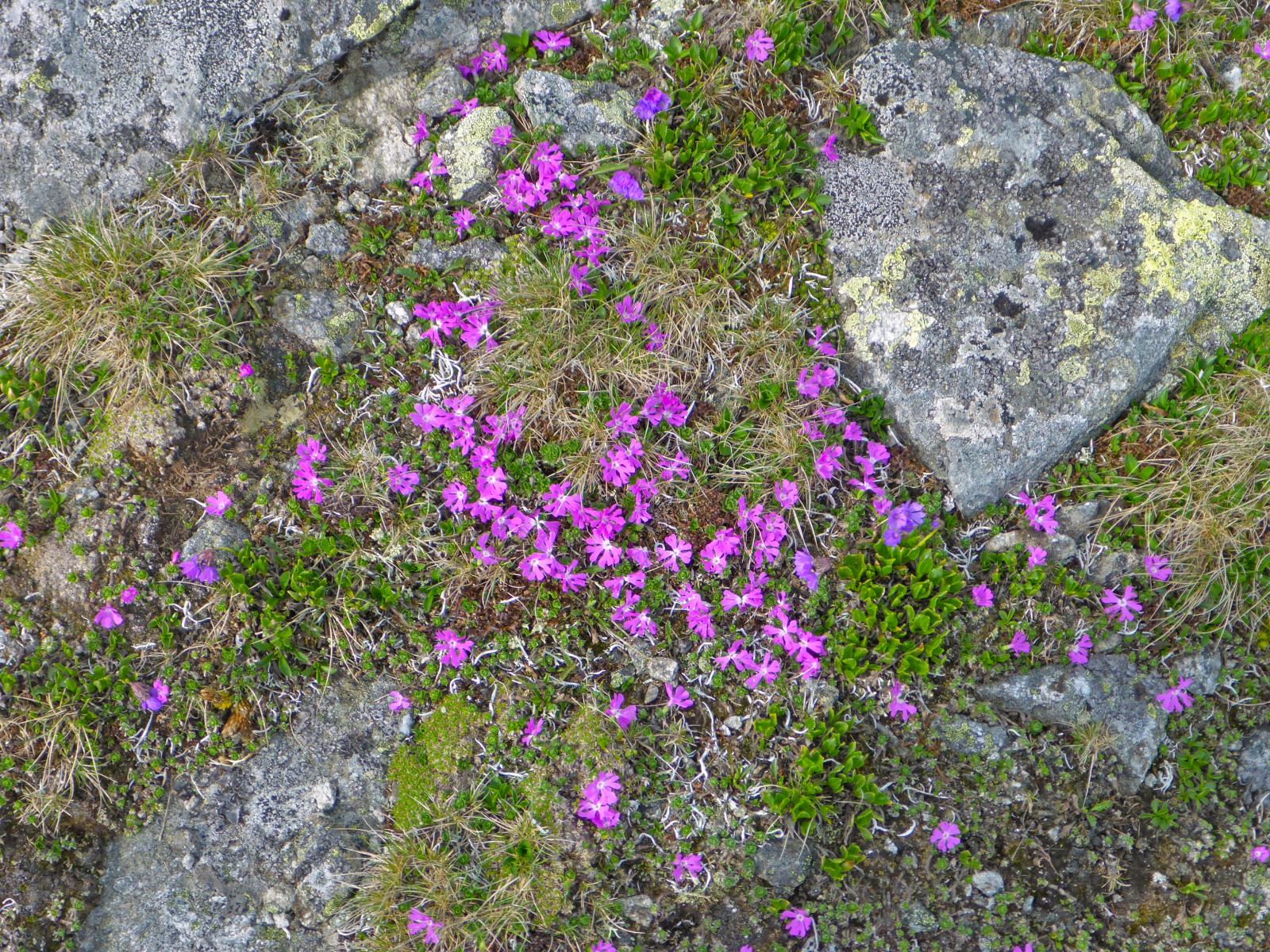 Geierhaupt (342 Bildaufrufe)