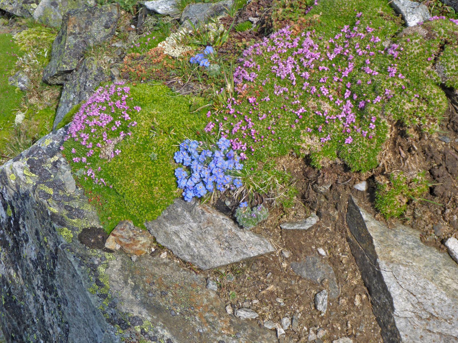 Hochgolling (183 Bildaufrufe)