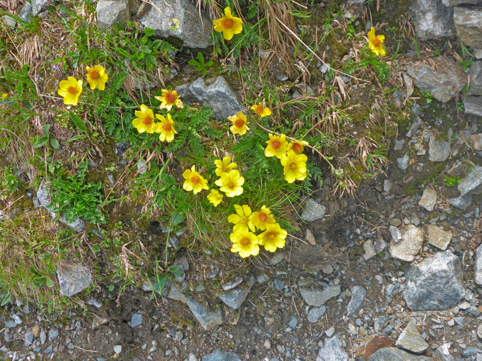 Hochgolling (172 Bildaufrufe)