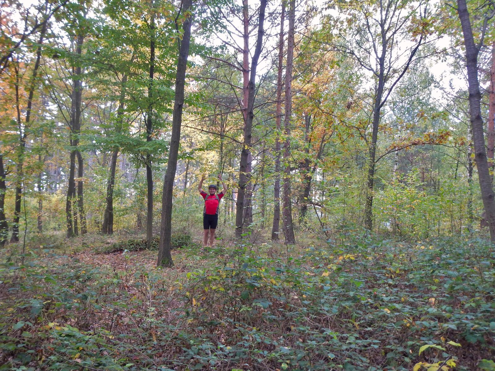 Hollenburger Wald (147 Bildaufrufe)