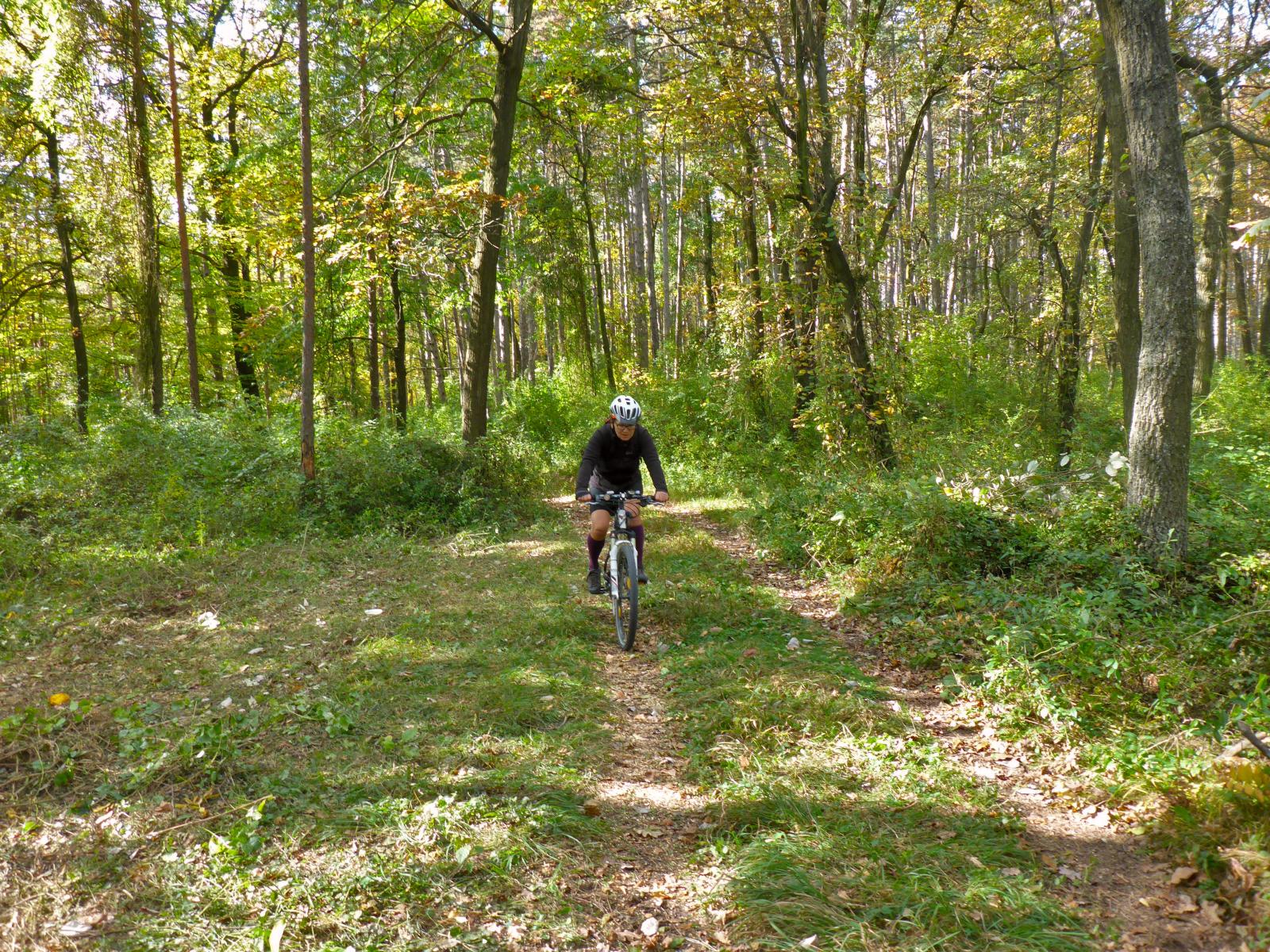 Hollenburger Wald (161 Bildaufrufe)