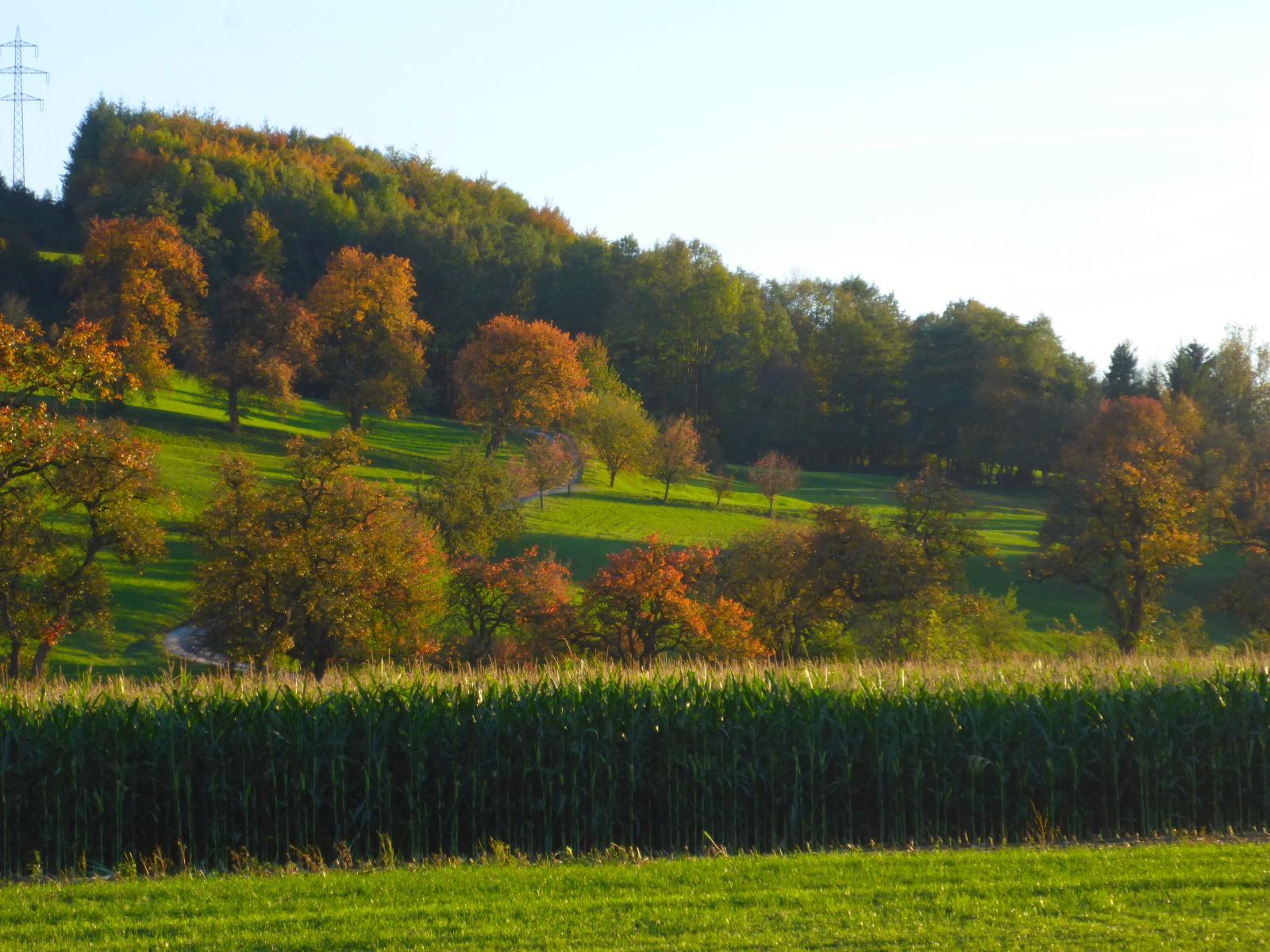 Hollenburger Wald (173 Bildaufrufe)