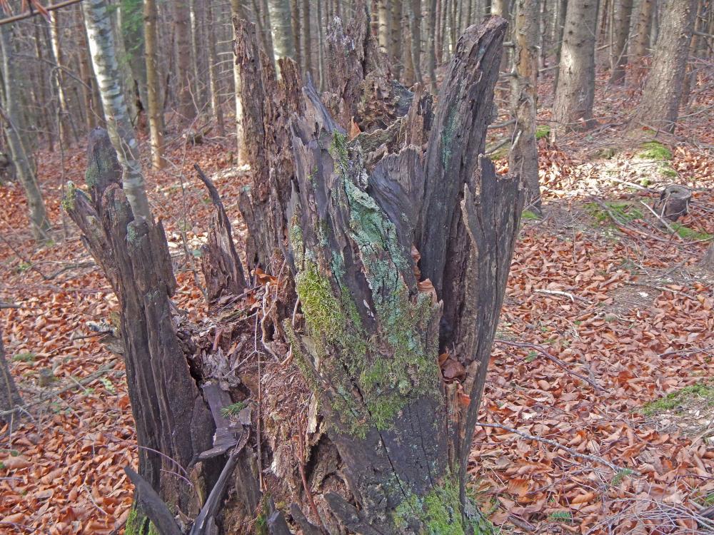 Hegerberg (204 Bildaufrufe)