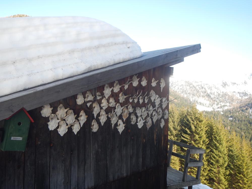 Eisenhut (112 Bildaufrufe)