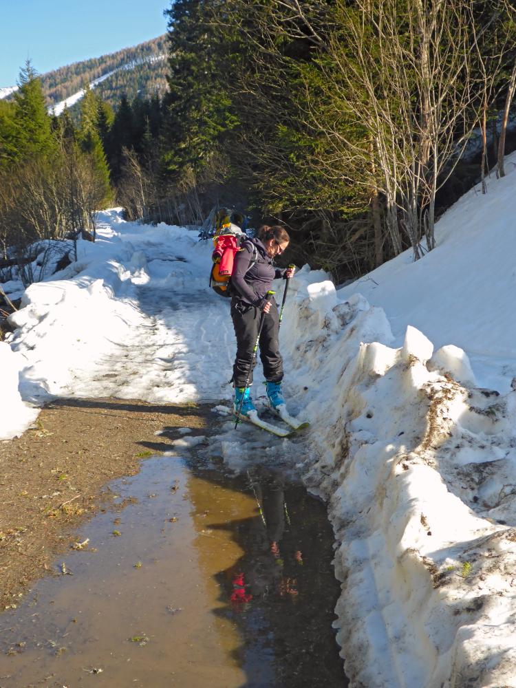 Eisenhut (123 Bildaufrufe)