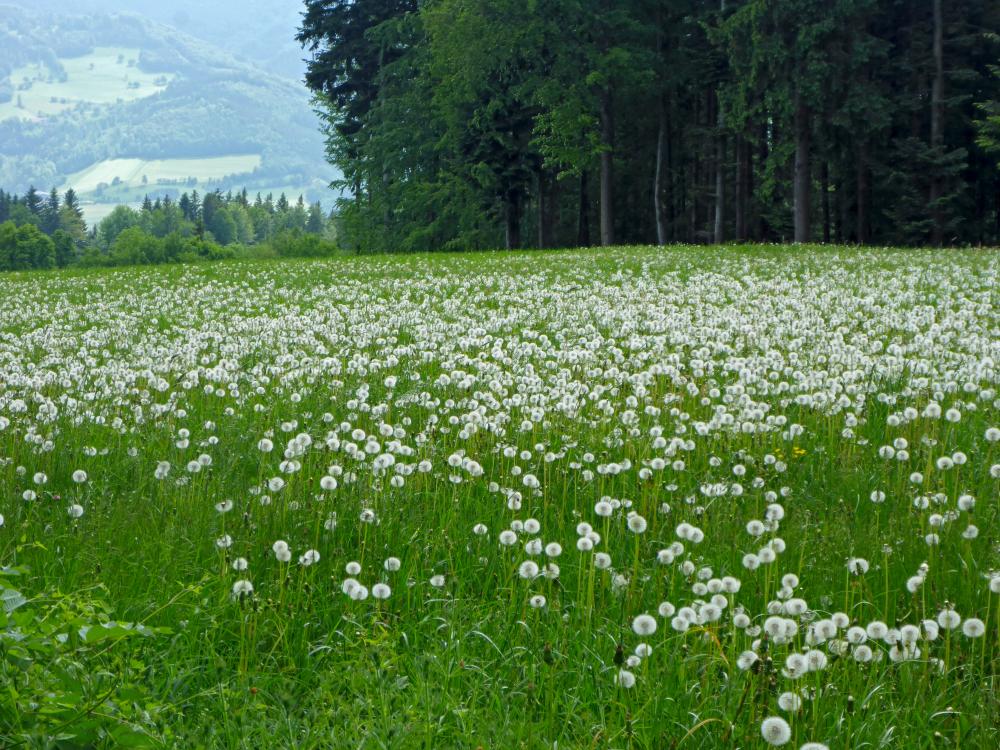 Großer Steinberg (125 Bildaufrufe)