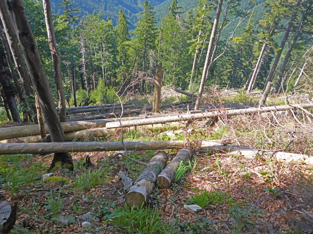 Gr.Ötscher (185 Bildaufrufe)