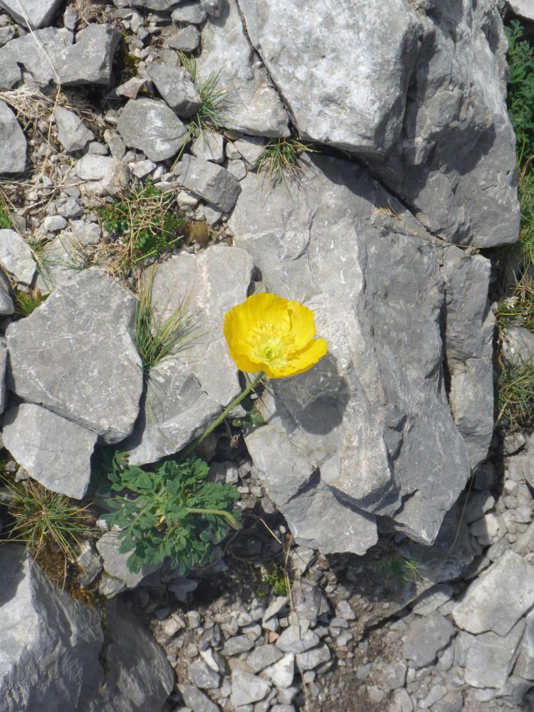 Reißkofel (119 Bildaufrufe)