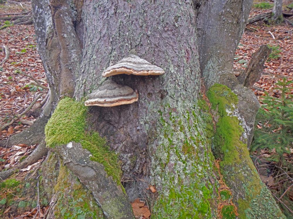 Sonnberg (106 Bildaufrufe)