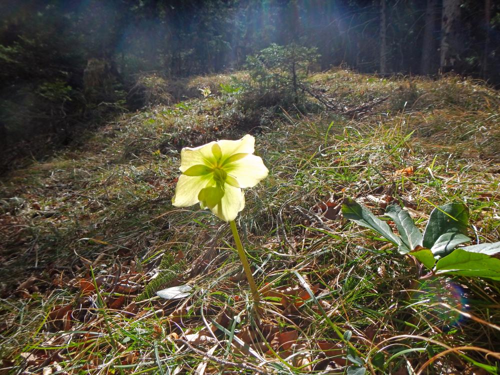 Klaushoferberg (91 Bildaufrufe)