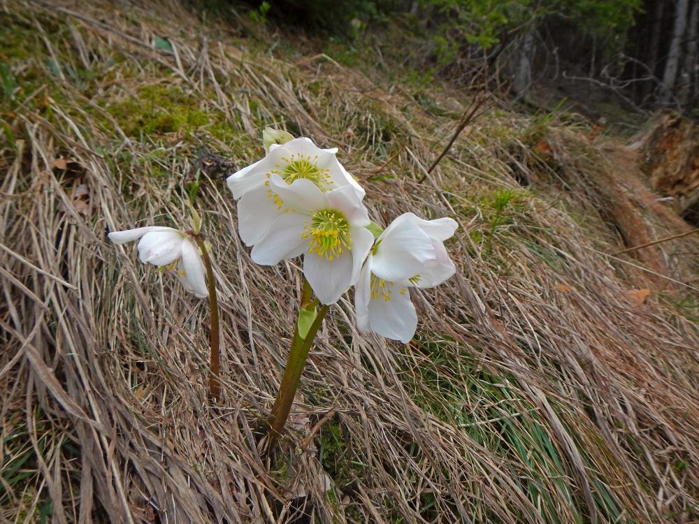 Klaushoferberg (109 Bildaufrufe)