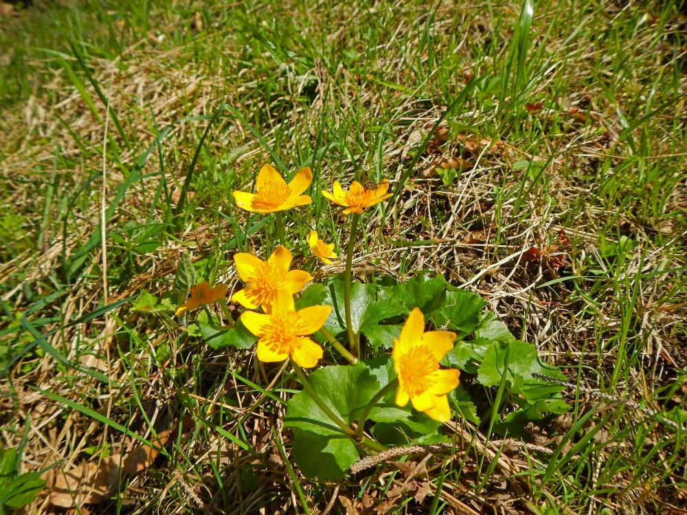 Hochsteinkogel (102 Bildaufrufe)