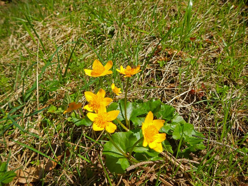 Hochsteinkogel (90 Bildaufrufe)