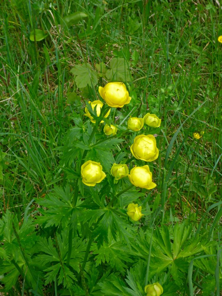 Heimhöh (109 Bildaufrufe)