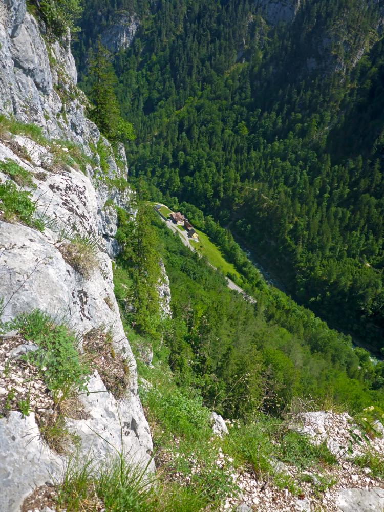 Kaisergams (109 Bildaufrufe)