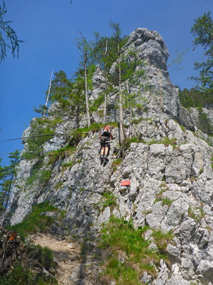 Kaisergams (117 Bildaufrufe)
