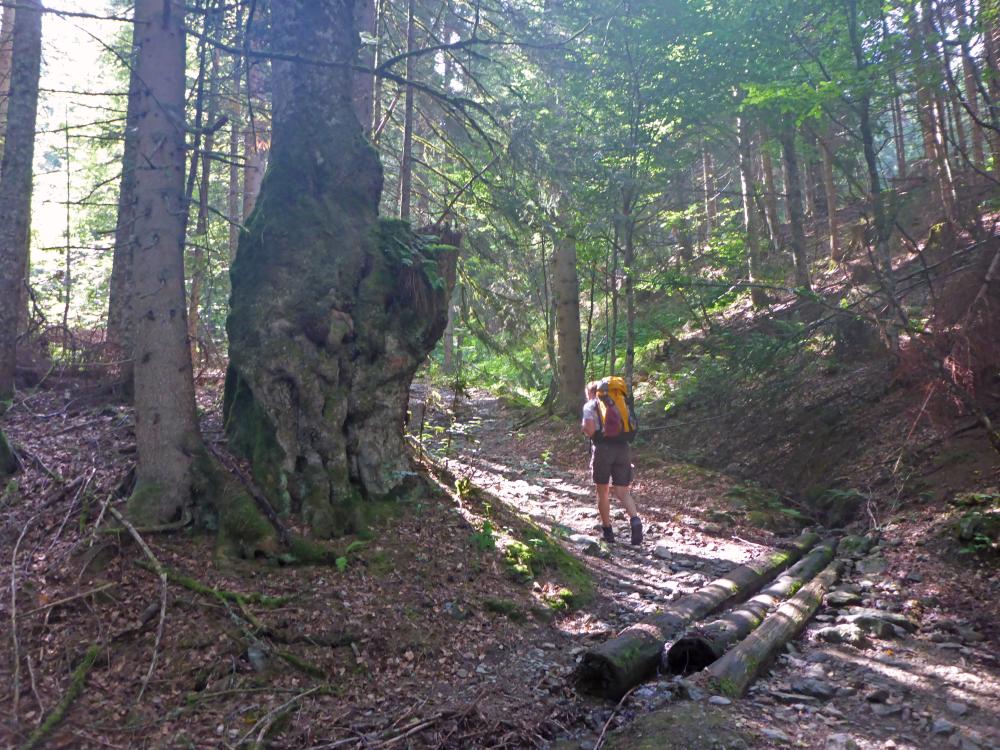 Reichenstein (123 Bildaufrufe)