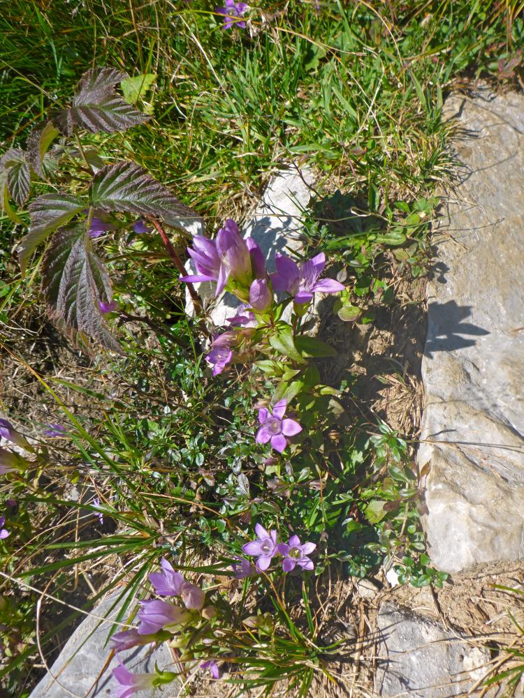 Grabnerstein (110 Bildaufrufe)