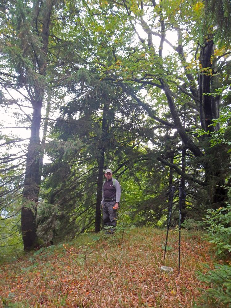 Hochgraser (81 Bildaufrufe)