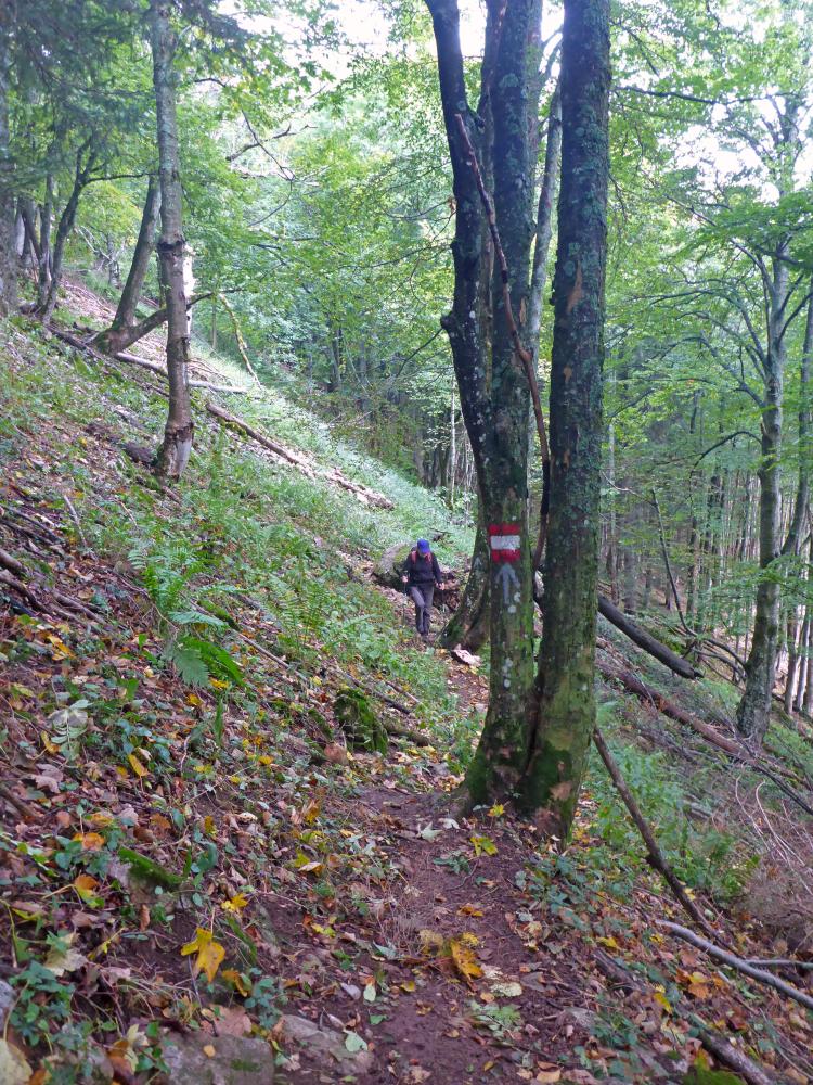 Hochgraser (102 Bildaufrufe)