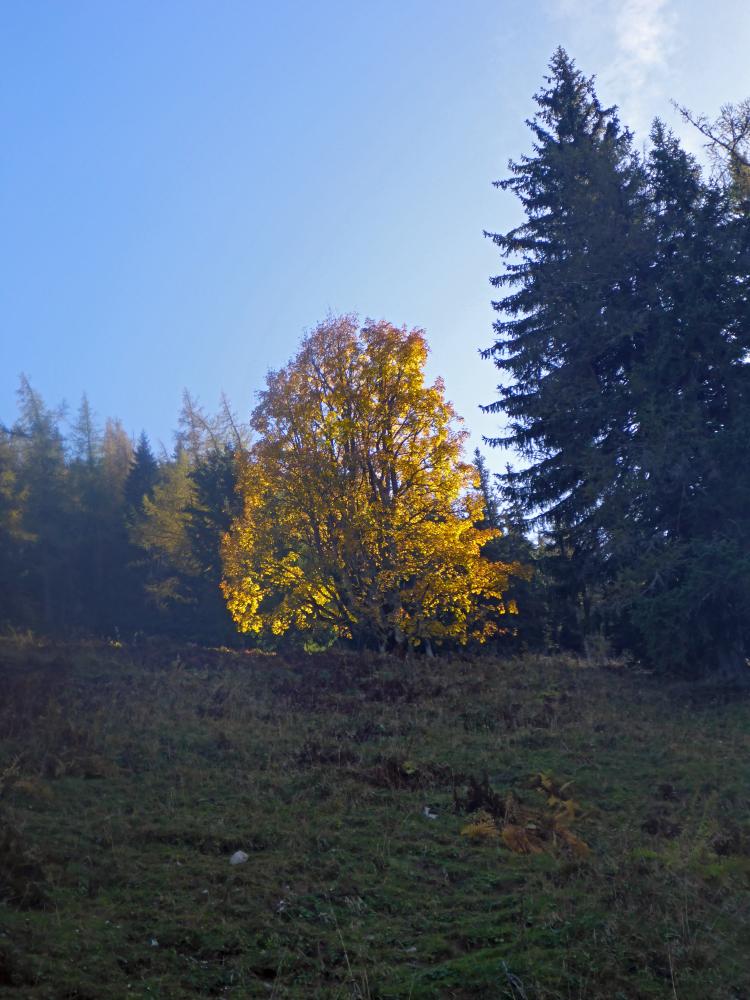 Hohe Veitsch (86 Bildaufrufe)