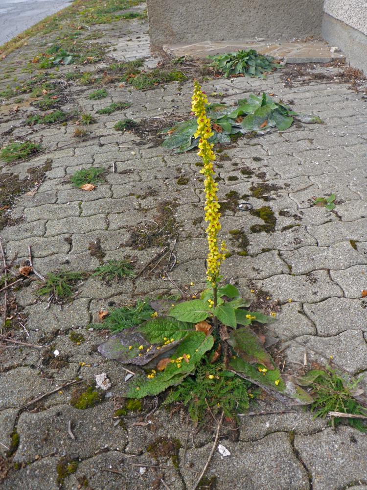 B&uuml;rgeralpe (89 Bildaufrufe)
