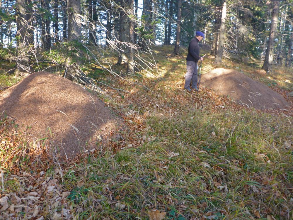 Stadelberg (121 Bildaufrufe)