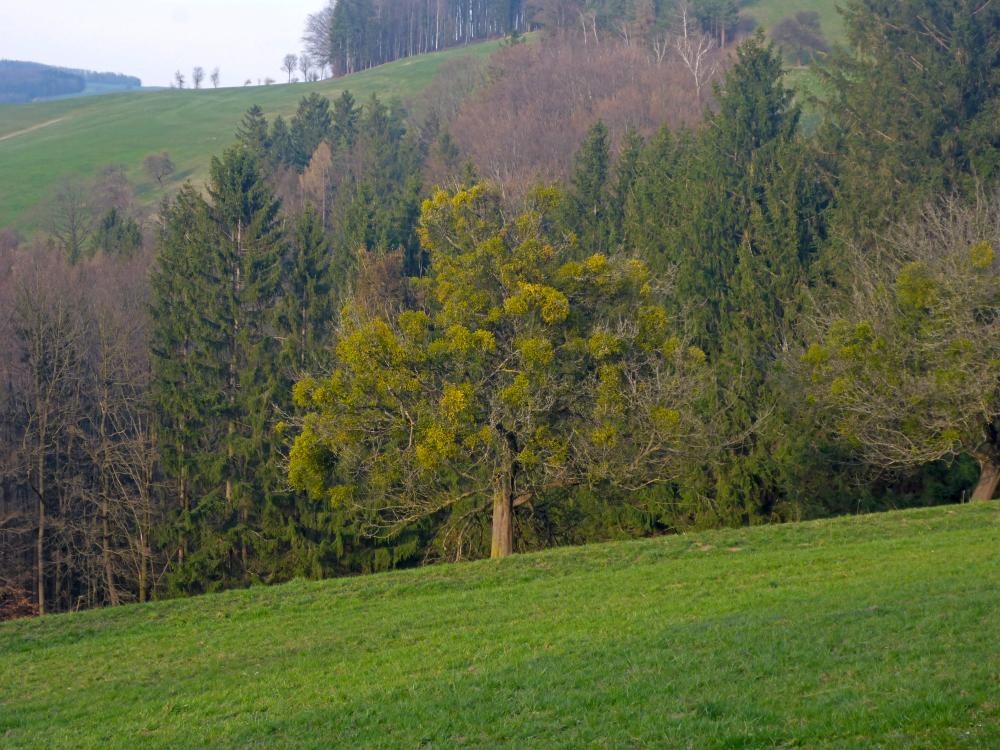 Katzelhofer Höhe (80 Bildaufrufe)