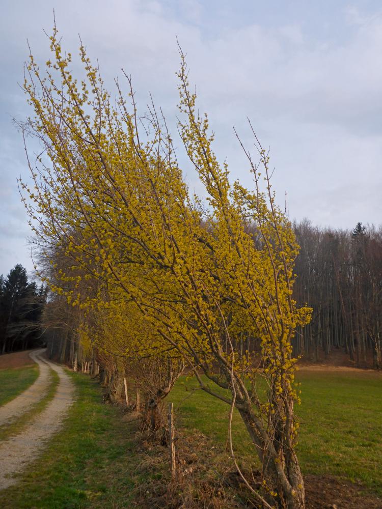 Katzelhofer Höhe (64 Bildaufrufe)