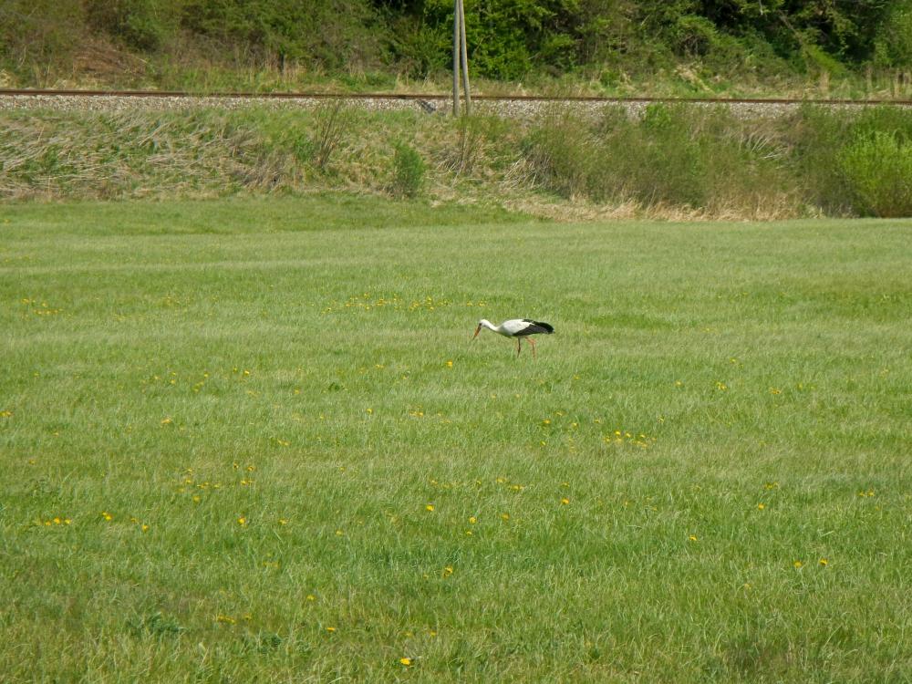 Valeriehöhe (52 Bildaufrufe)